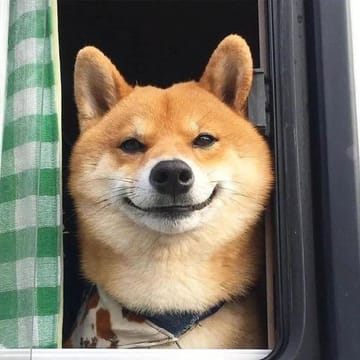 Ảnh đại diện người dùng Hoàng Kim